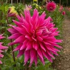 Pembe Ac Darc Horse Dahlia Yıldız Çiçeği Yumrusu (1 adet )