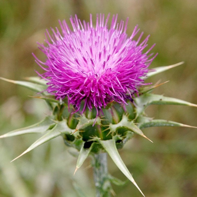 İnce Otu(Asperula Orientalis Blue Surprise) Tohumu(20 tohum)