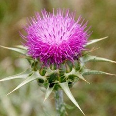 İnce Otu(Asperula Orientalis Blue Surprise) Tohumu(20 tohum)