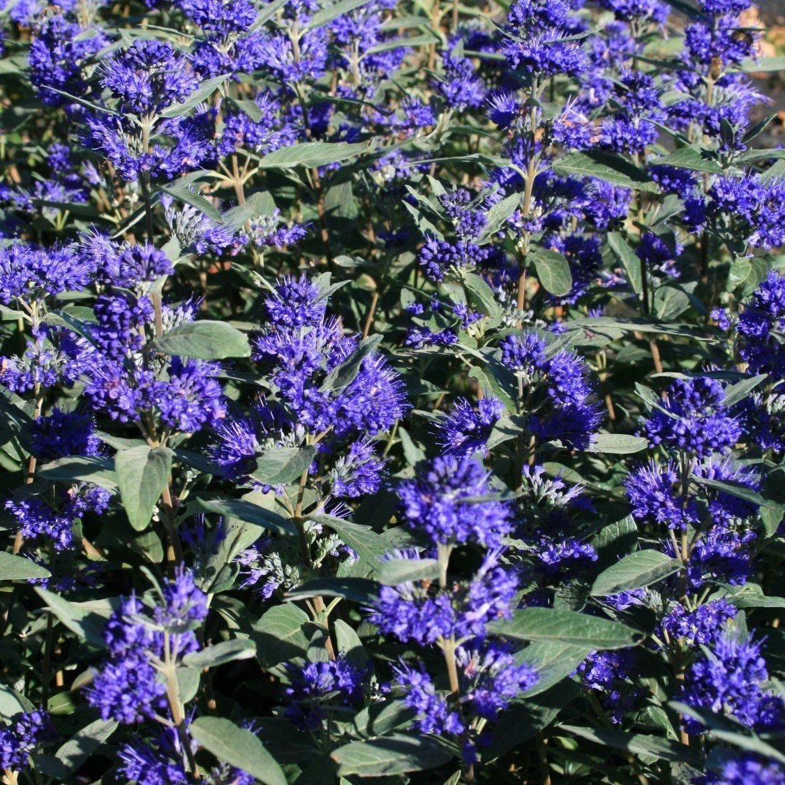 İnce Otu(Asperula Orientalis Blue Surprise) Tohumu(20 tohum)