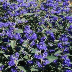 İnce Otu(Asperula Orientalis Blue Surprise) Tohumu(20 tohum)