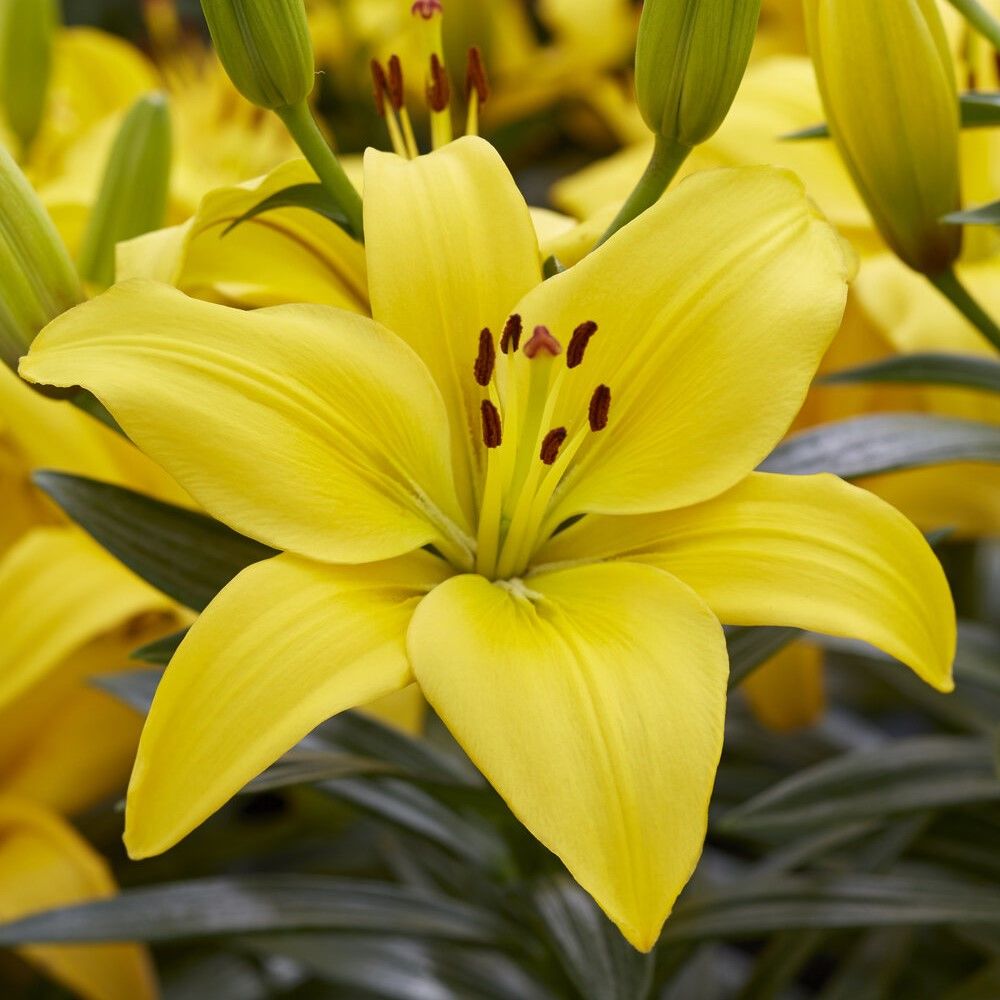 Yellow Fancy Joy Sarı Zambak Soğanı (1 Adet)
