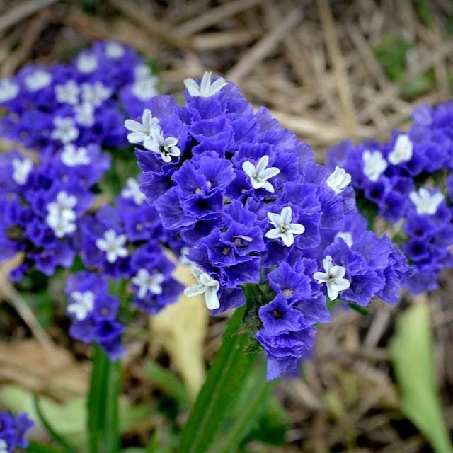 Limonium Sinuatum Lilac Lavender Deniz Lavantası Tohumu(30 tohum)