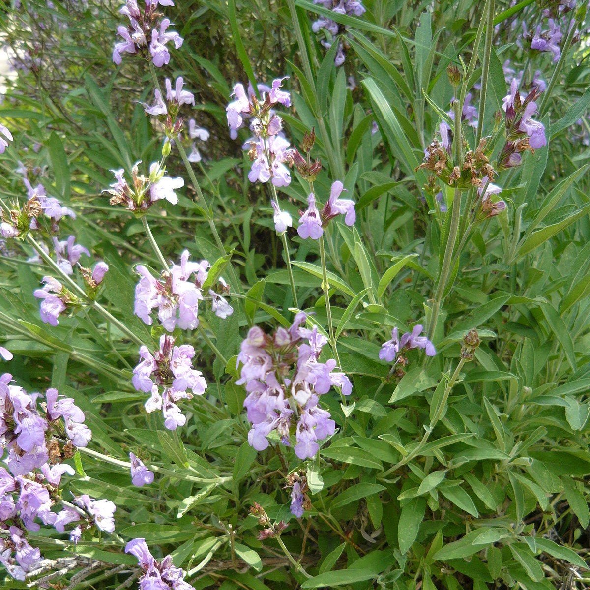 Meyan Bitkisi Tohumu(Glycyrrhiza Glabra) 10 tohum