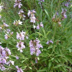 Meyan Bitkisi Tohumu(Glycyrrhiza Glabra) 10 tohum