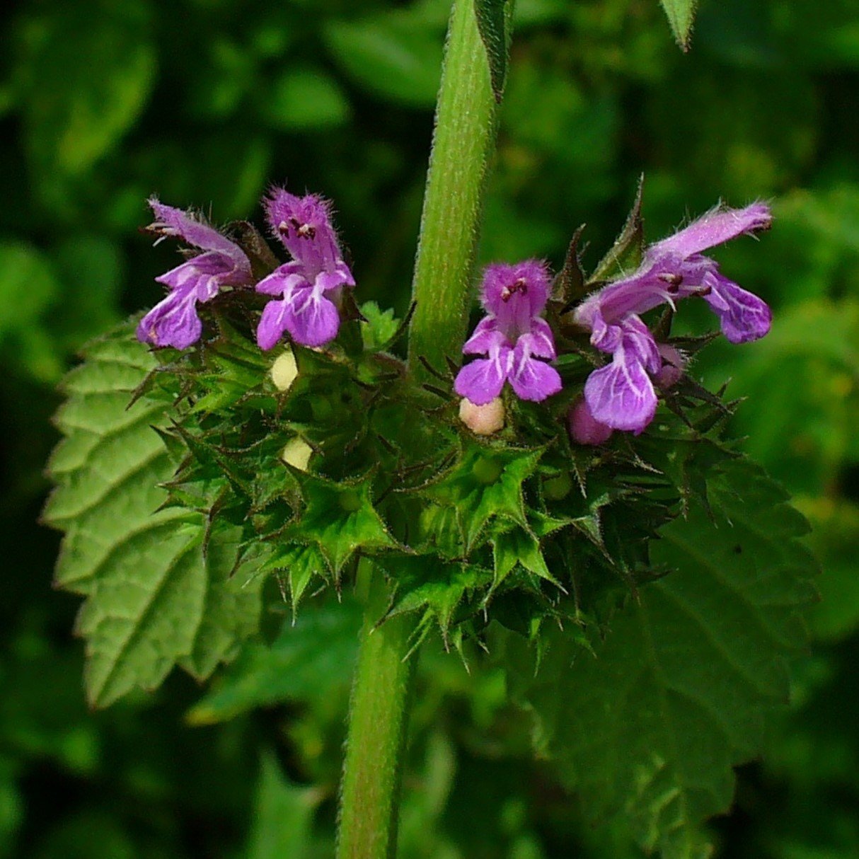 Horehound Marrubium Vulgare Bitkisi Tohumu(100 tohum)