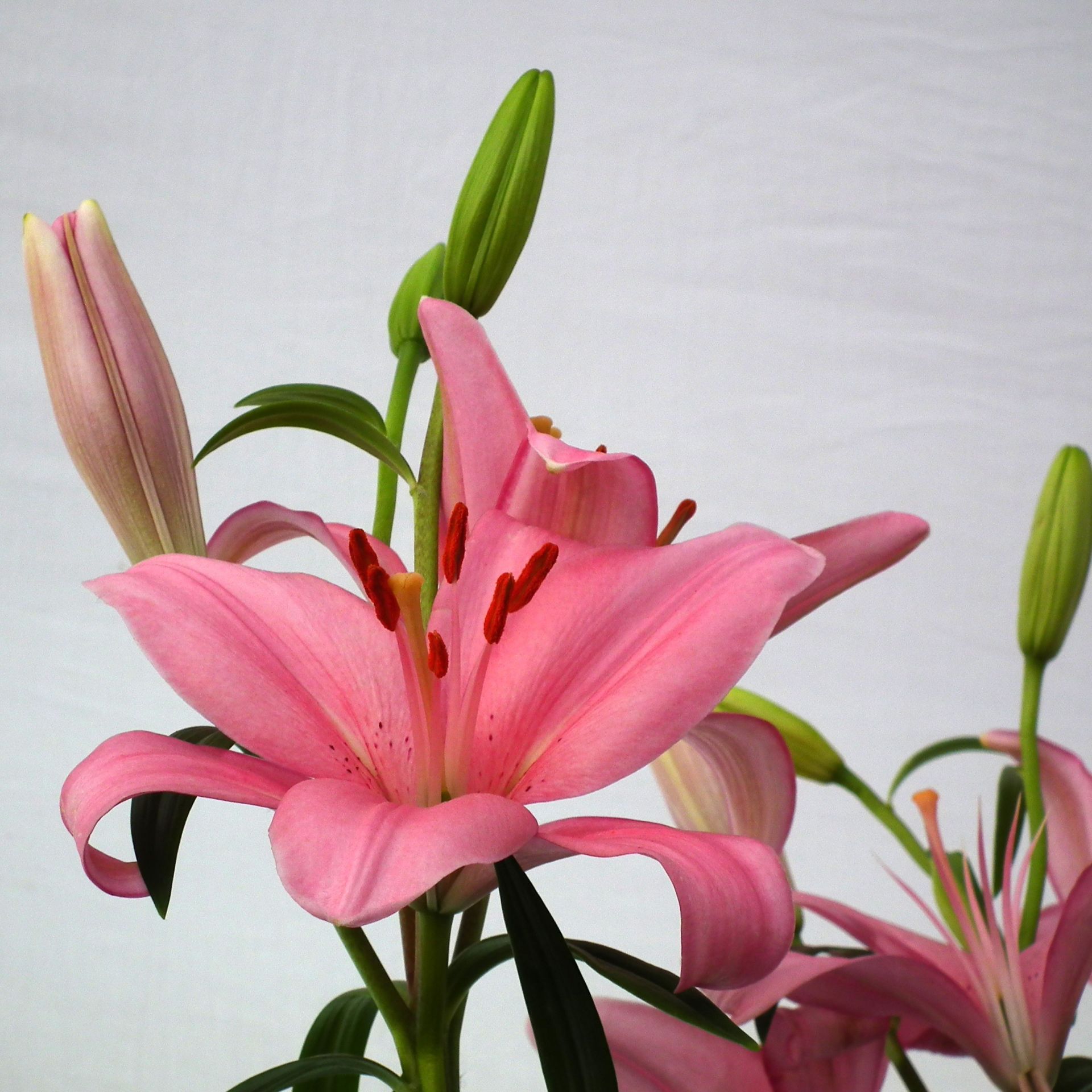 Pink Tiny Pearl Pembe Zambak Soğanı (1 Adet)