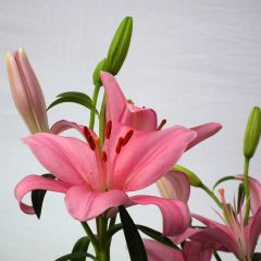 Pink Tiny Pearl Pembe Zambak Soğanı (1 Adet)
