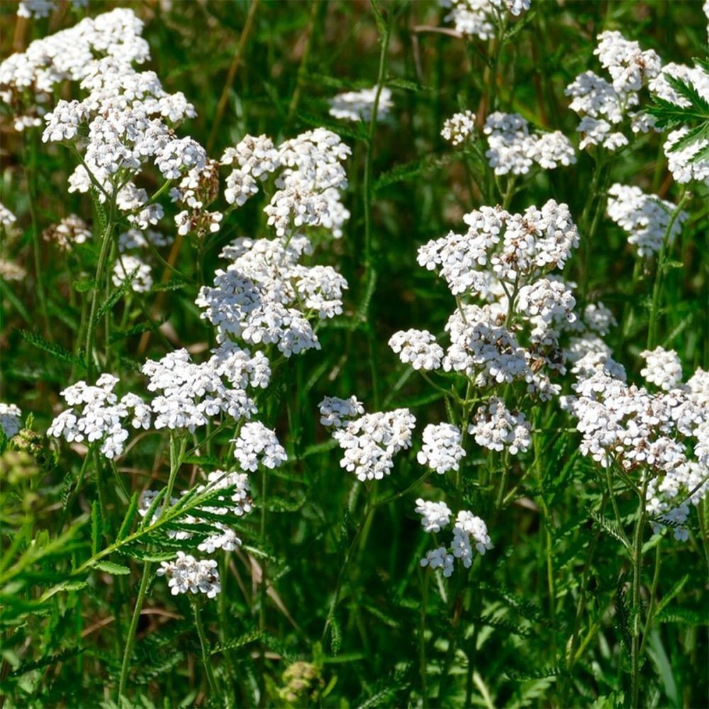Anason(Pimpinella anisum) Tohumu(100 adet)