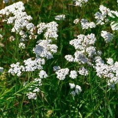 Anason(Pimpinella anisum) Tohumu(100 adet)