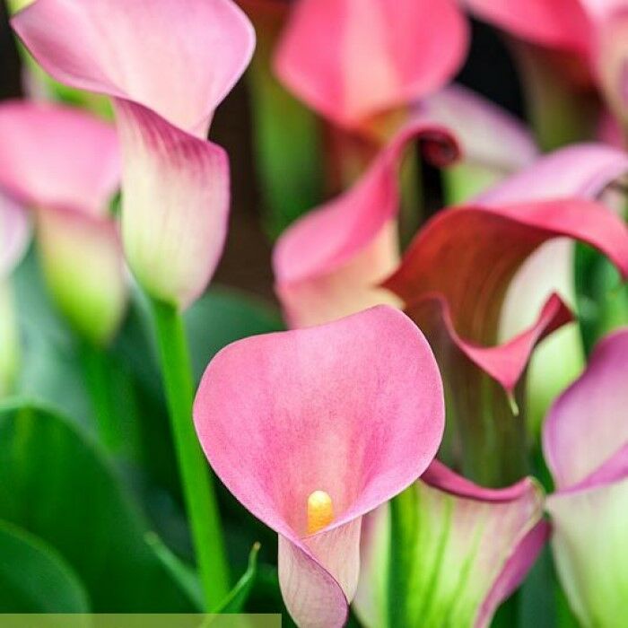 Pink Puppy Calla Lily Zantedeschia Gala Çiçeği Soğanı (1 Adet)