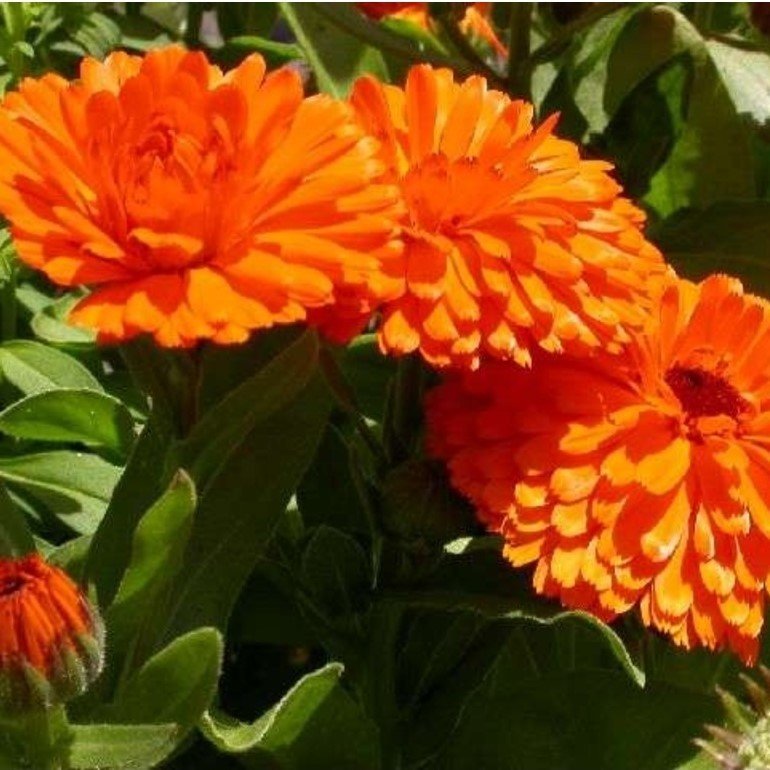 Turuncu Aynısafa( Calendula Officinalis.)   Çiçeği Tohumu(40 tohum)
