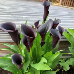 Black Odessa Calla Lily Zantedeschia Gala Çiçeği Soğanı (1 Adet)