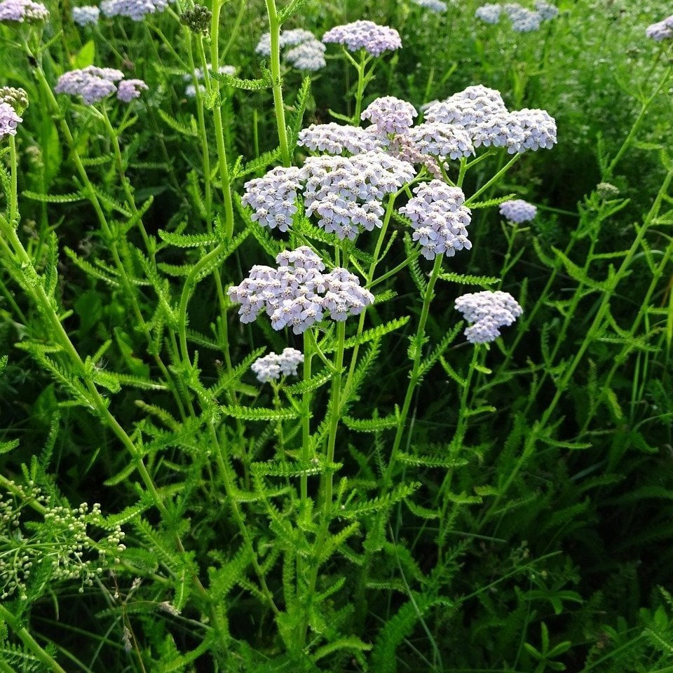 Beyaz Civan Perçemi(achillea millefolium)  Tohumu(100 tohum)