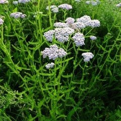 Beyaz Civan Perçemi(achillea millefolium)  Tohumu(100 tohum)