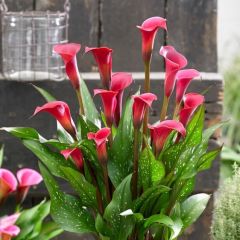 Kırmızı Fantasia Calla Lily Zantedeschia Gala Çiçeği Soğanı (1 Adet)
