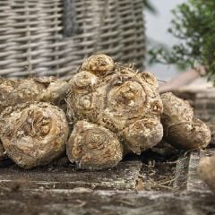 Sarı Renk Hanoi Calla Lily Zantedeschia Gala Çiçeği Soğanı (1 Adet)