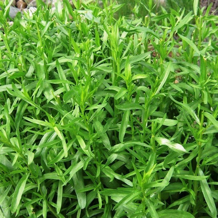 Tarhun Otu Tohumu(50 tohum)
