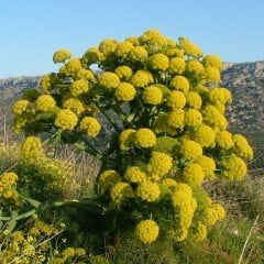 Çakşır(Çavşır) Otu Tohumu(10 adet)