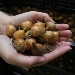Karışık Renkli Kokulu Mix Süsen (İris) Çiçeği Soğanı (5 Adet)
