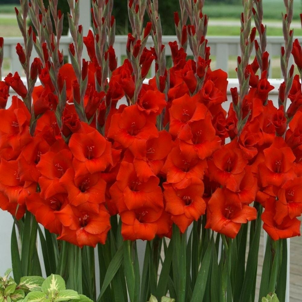 Gladiolus Kırmızı Renk Mascagni Glayör Çiçeği Soğanı (4 adet)