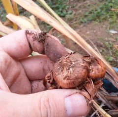 Gladiolus Sarı Renk Jacksonvilla Gold Glayör Çiçeği Soğanı (4 adet)