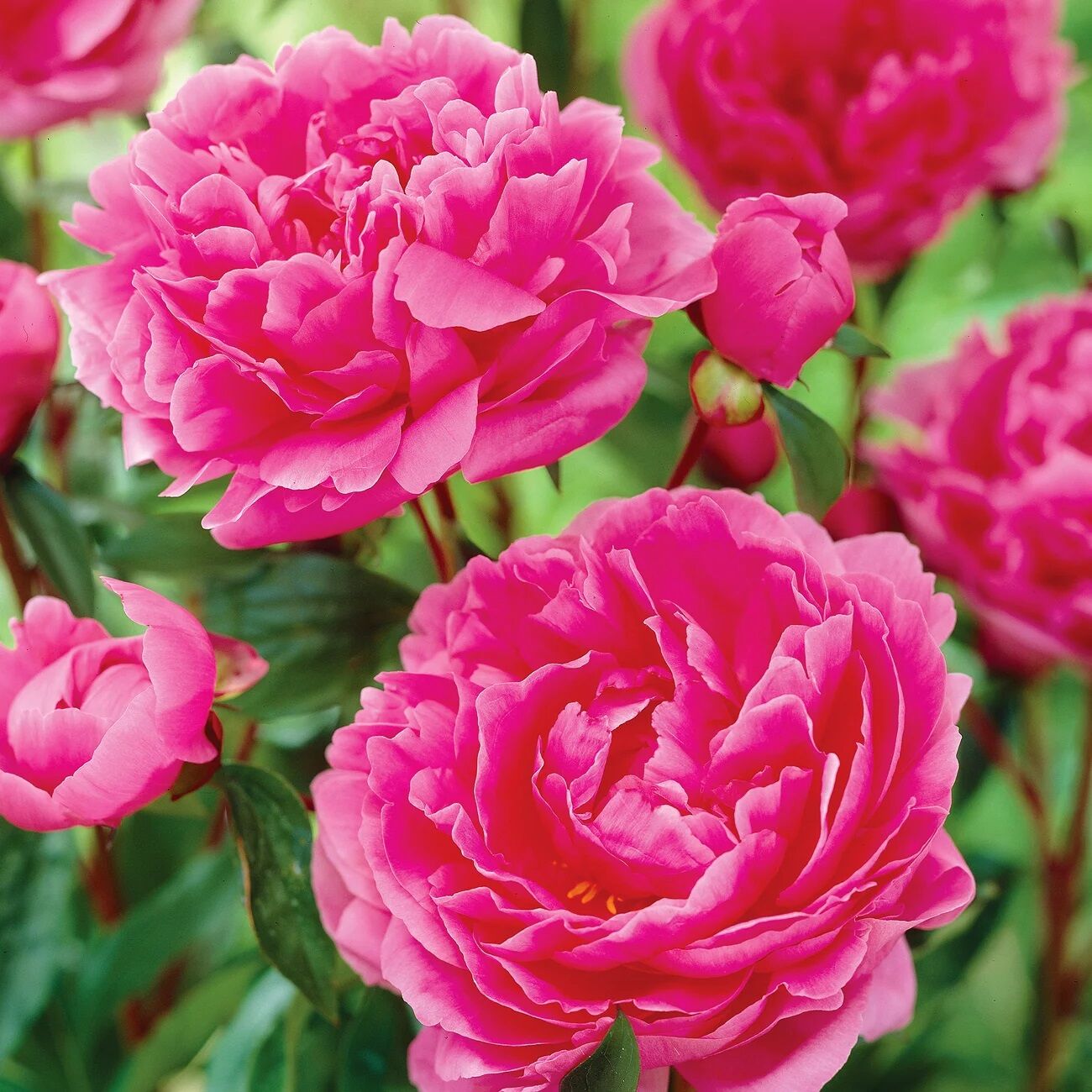 Peonies Margaret Truman Katmerli Koyu Pembe Şakayık Çiçeği Yumrusu-Rizomu(1 Adet)