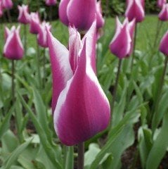 Özel Renk Claudia Lila Beyaz Lale Soğanı (5 Adet)