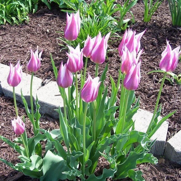 Özel Renk Claudia Lila Beyaz Lale Soğanı (5 Adet)