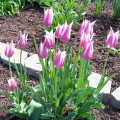 Özel Renk Claudia Lila Beyaz Lale Soğanı (5 Adet)