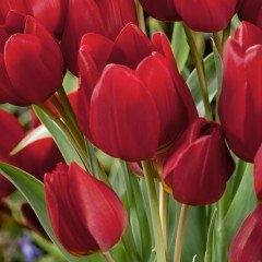 Lüx Çift Kafa Kırmızı Double Red Georgette Lale Soğanı (5 adet)