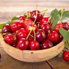 Tüplü Aşılı Yarı Bodur Geleneksel Anadolu Kütahya Vişne Fidanı