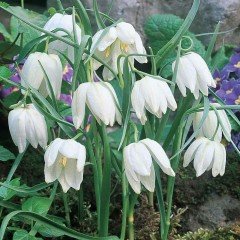 Kraliçe Fritillaria Alba Beyaz Ters Lale Soğanı(1 adet)