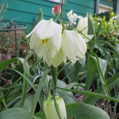Kraliçe Fritillaria Alba Beyaz Ters Lale Soğanı(1 adet)