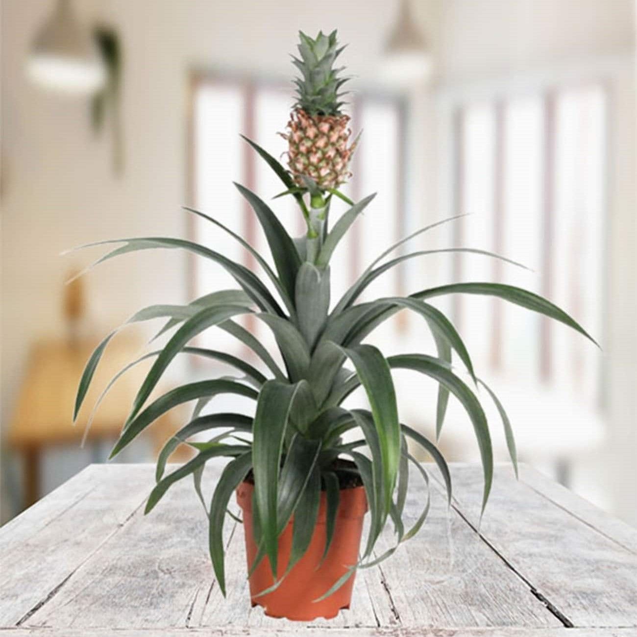 Tüplü İri Meyveli Ananas Fidanı