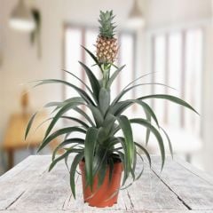 Tüplü İri Meyveli Ananas Fidanı