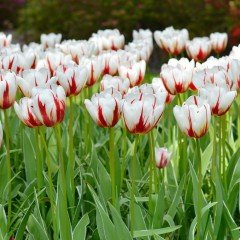 Özel Çeşit Happy Generation Lale Soğanı( 5 adet)