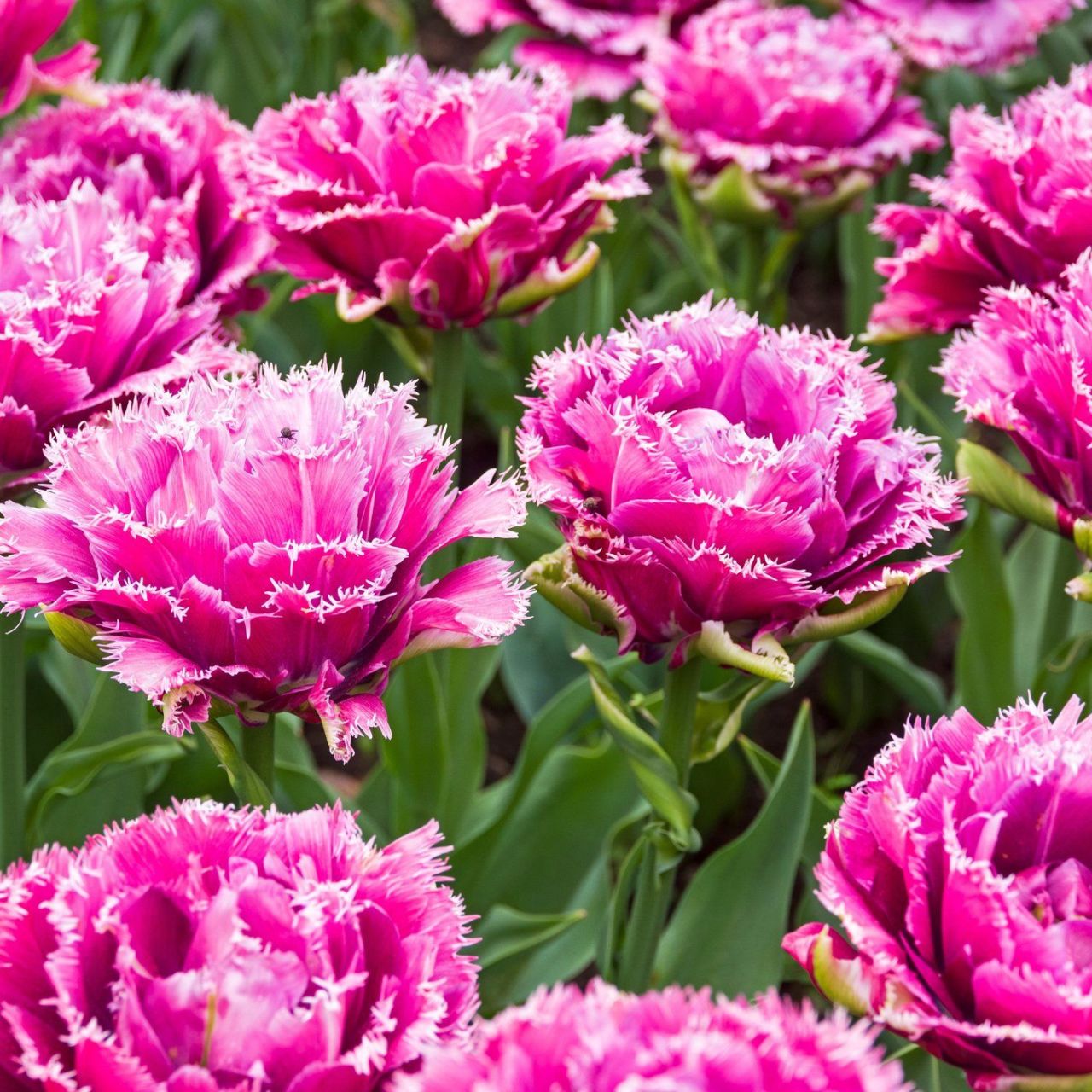 FırfırlıJoy Of Spring Lale Soğanı( 5 adet)