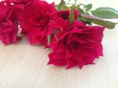 Yıldız Şeklinde Çiçek Açan Star Love Gül Tohumu (5 Tohum)
