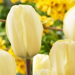 Göz Alıcı Pays Bass Lale Soğanı(5 adet)