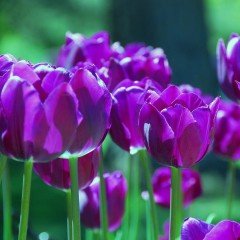 Purple Flag Lale Soğanı (5 adet)