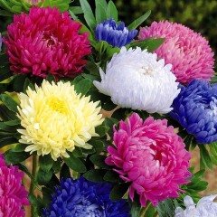 Karışık Renkli Amerikan Branching Aster Margarit Papatya Çiçeği Tohumu (50 Tohum)