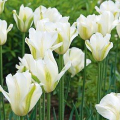 Çarpıcı Spring Green Lale Soğanı (5 adet)