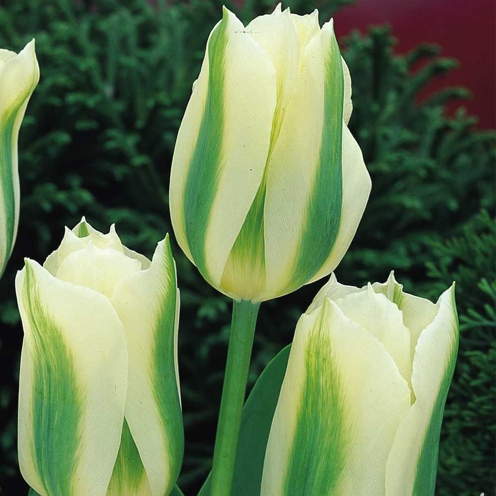 Çarpıcı Spring Green Lale Soğanı (5 adet)