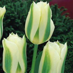 Çarpıcı Spring Green Lale Soğanı (5 adet)