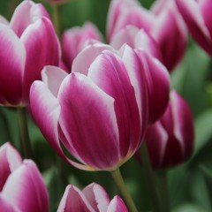 Synaeda White Blue Lale Soğanı (5 adet)