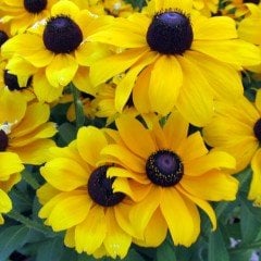 Hirto My Joy Rudbekya Güneş Şapkası Çiçeği Tohumu (100 Tohum)