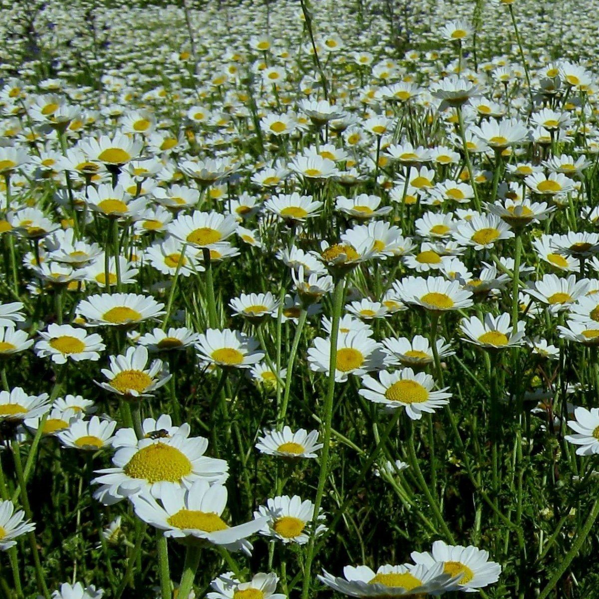 May Queen Kır Papatyası Çiçeği Tohumu (50 Tohum)