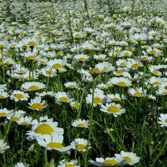 May Queen Kır Papatyası Çiçeği Tohumu (50 Tohum)