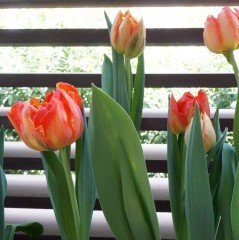 Tricolour Lale Soğanı (5 adet)